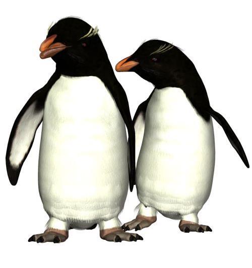 Common Name: Fiordland Penguin Scientific Name: Eudyptes pachyrynchus Size: 23 ½ inches (60 cm) Habitat: New Zealand; breed along the Fiordland coast, its outlying islands and Stewart Island.