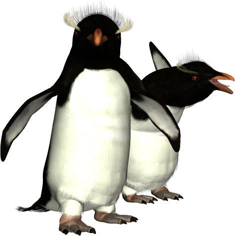 Common Name: Southern Rockhopper Penguin Scientific Name: Eudyptes chrysocome Size: 21 inches (55 cm) Habitat: Sub-Antarctica; range from islands near New Zealand to islands near South Africa and