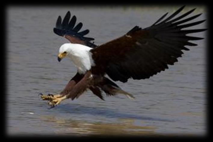 Footwork A martial eagle: