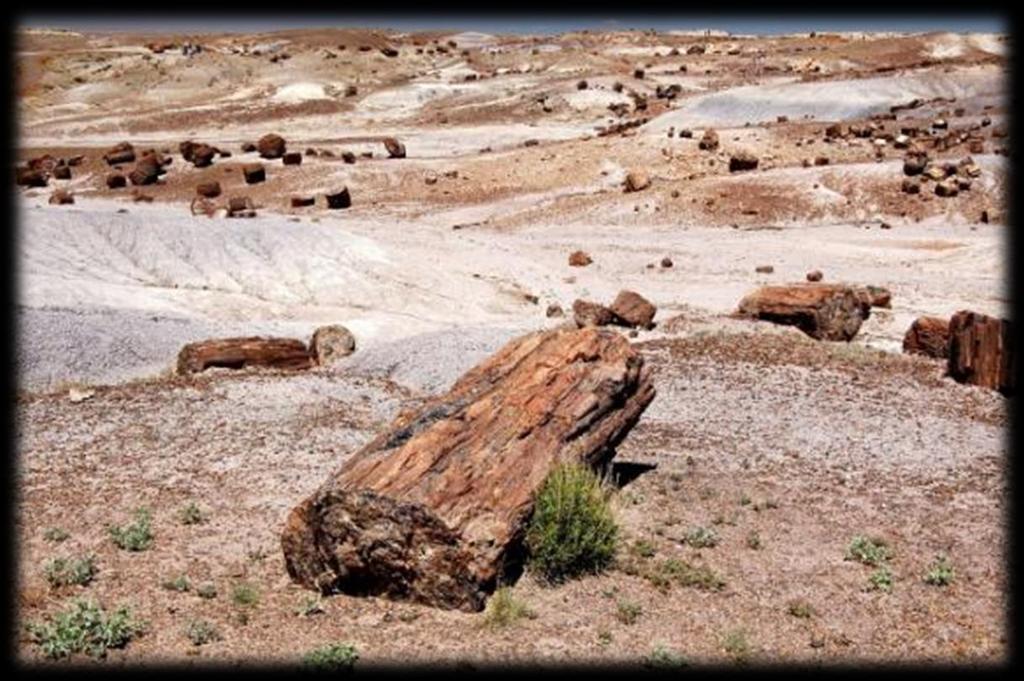 Forest of stone Petrified forest: heat and
