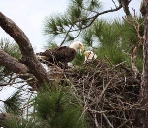 How raptors build their nests Build nests out of reach from predators They build their