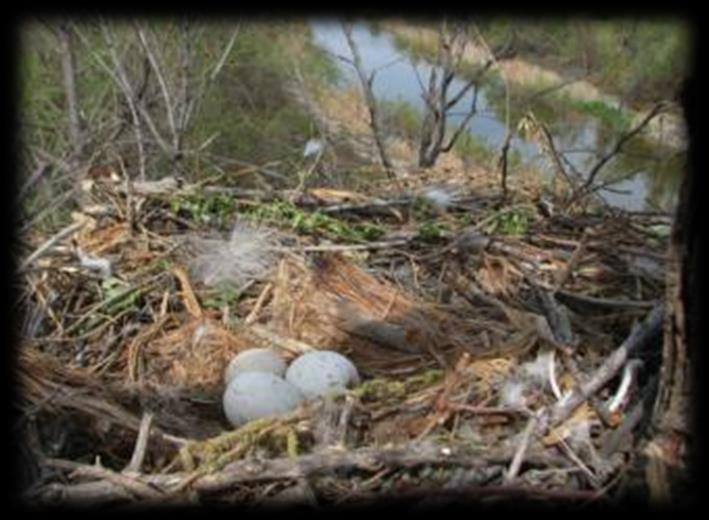 Female lays eggs A female raptors lay eggs, hatch with