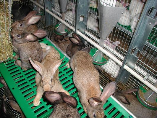 growing rabbits Does are kept in single cages