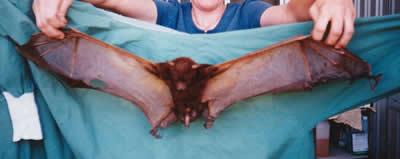 Flying foxes usually establish their camps in tall and reasonably dense vegetation. Large numbers, and continual usage, can lead to severe damage to trees, sometimes even killing them.