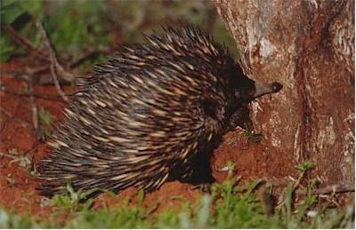 This is a photo showing an echidna busy foraging! Other characteristics of echidnas are: Echidnas have no sweat glands and do not pant.