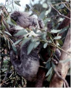 asleep in a tree fork. Unlike most other marsupials, koalas do not actively seek shelter. The koala is the only arboreal marsupial that lacks a tail. Here is a photo of a koala sitting in a gum tree!