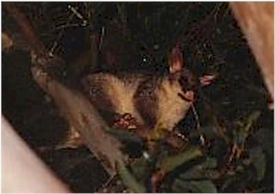 Other important points are: The brush-tail possum is a solitary animal with a well-defined territory, which the male will defend aggressively, especially during the breeding season.