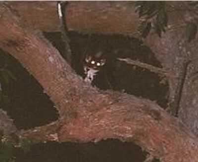 The common ringtail possum is a solitary possum. It is slightly more sociable and less aggressive than the common brush-tail possum.