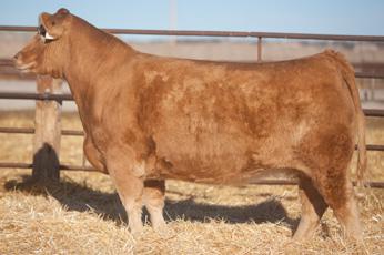 Lot 15 - Duello Yellow Jacket 2026W Duello 2026W Yellow Baldy Spring 2012 SIRE: Yellow Jacket (Lifeline)- 1/2 Maine, AMAA# 357758 DAM: RW 21 - Meyer 734 x Angus Bred 11/16/17 The General (Business