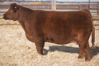 Lot 16 - Duello Troubadour 2077 Duello 2077 Yellow Spring 2012 SIRE: Troubadour (Lead On X Casper) DAM: W037 - PB Red Angus Bred 5/21/17 In God We Trust (Business Done Right x Solid Gold/HL 419) Safe