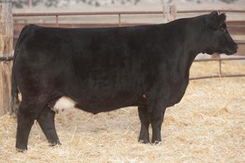 Lot 35 - Duello Tyson 3066 Duello 3066 Black Spring 2013 SIRE: Tyson (PB Maine by Ali) AMAA# 364424 DAM: 1071 - BK Trendsetter x GCC Total Recall Bred 6/24/17 Maternal Made (1/2 Maine Anjou) AMAA#