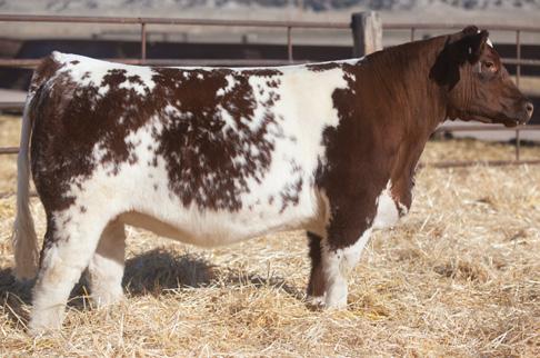 THIS IS AN ABSOLUTE POWERHOUSE SHORTHON MARKED SHOW STEER MAKING MACHINE.
