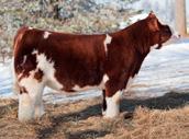 6211 is has unbelievable rib shape, base width and body dimension. Along with all that power and mass this female is clean made, great balanced and absolutely stunning from the profile.