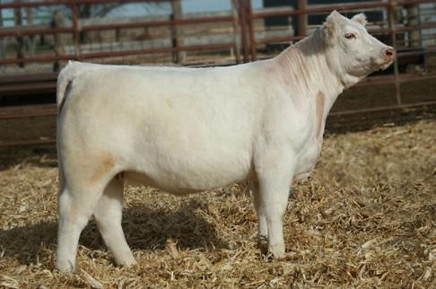 Again we offer a bonus to the Western Elite with these Purebred Charolais females. We are really high on this heifer.