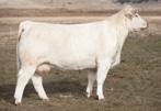 Prince 193 (PB Charolais ) Safe AI B3 Sister Caradee Dam of Lot 50 Heifers like B3 Watercolor 630 are what excites us to be a partner in the Western Elite.