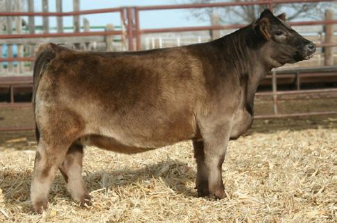 We always rave on how well we like our calves by B3 Recall Whiskey, this grey baldie represents this lineage very boldly.