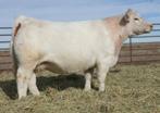 The Charolais side of her pedigree goes back to Sophie (National Champion) and Kojack (Reserve National Champion).