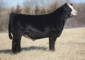 A STRIKING PUREBRED SIMMENTAL FEMALE BUILT WITH CLASS!