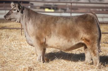 She is sired by the Purebred Charolais Bull Turton who was bred by the Thomas Ranch in South Dakota.