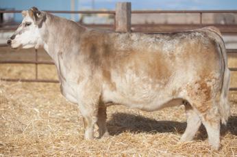 Lot 75 - Duello High Ho Silver 6206 Duello 6206 Char X Spring 2016 SIRE: High Ho Silver (Clean Monopoly x Alias) DAM: JC 15 - Leroy Brown Bred 6/23/17 My Kind (Machinest x Meyer) Son Safe This little