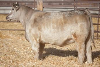 6206 has tremendous rib shape, depth of body and flank yet she is clean chested, good fronted and great from the profile. I think this is a big time steer maker in any market.
