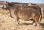 Lot 76 - Duello Stud Monkey 6213 Duello 6213 Silver Baldy Fall 2015 SIRE: Stud Monkey DAM: RF 13 - Maine Bred 6/1/17 I80 (PB Maine) - AMAA# 400082 Safe AI This Silver Brokle faced female is wild