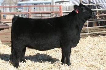 Lot 78 - B3-SS Dream On 651 B3 651 Black Spring 2016 Simmental SIRE: CNS Dream On (PB Simmental by Legacy) DAM: Meyer 734 Daughter Bred 5/5/17 Slider A506 (PB Angus Northern Improvement) Safe AI A