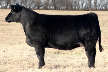Lot 86 - Miller 663 Miller 663 Black Spring 2016 SIRE: Miller 75 (Who Made Who x Meyer 734 Son) DAM: Angus Bred 5/21/17 Reimans Jackpot Safe AI This daughter of our well known 75 sire is a beautiful