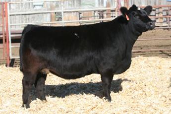 Aside from her maternal value, this baldy carries a lot of center dimension, is well built, and sports that popular chrome. Her Slider calf will be to your liking.
