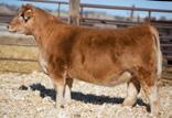 Her Dam Sells as Lot 1 Lot 96 - Duello LZ MAB 49 Duello 49 Levi Red Spring 2016 SIRE: Man Among Boys DAM: Maine x Angus Bred 5/12/17 Slider A506 (PB