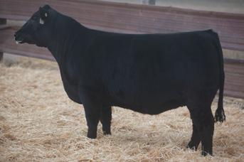 Lot 102 - Duello Monopoly 6121 Duello 6121 Black Spring 2016 SIRE: Monopoly Clone DAM: 5844 - Irish Whiskey x Angus Bred 5/29/17 My Kind (Collins Machinest x Meyer) Safe AI I like a lot of things