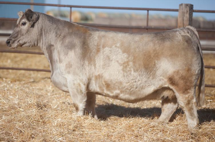 Lot 1 - Duello Troubadour 3121 4Donor Dams & Foundation Young Cows when only the best will do Duello 3121 Char X Spring 2013 SIRE: Troubadour (Lead On X Casper) DAM: RW 5A - Sunseeker x Maine x Angus