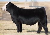 Lot 2 - Duello Grizzly 1039 carrying a 3/4 simmy by on the mark Duello 1039 Black Baldy Spring 2011 SIRE: Grizzly (1/2 Simm) ASA# 2468117 DAM: 8004 - Meyer 734 x Angus Bred 6/22/17 On The Mark (ASA#