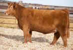 X Victoria) Sells Open Ready to flush SELLING ONE HALF INTEREST - POSSESION AND/ OR THE OPTION TO DOUBLE UP AND OWN HER ALL IS NEGOTIABLE AFTER THE SALE THIS IS THE POWER COW OF THE SALE SHE NEVER