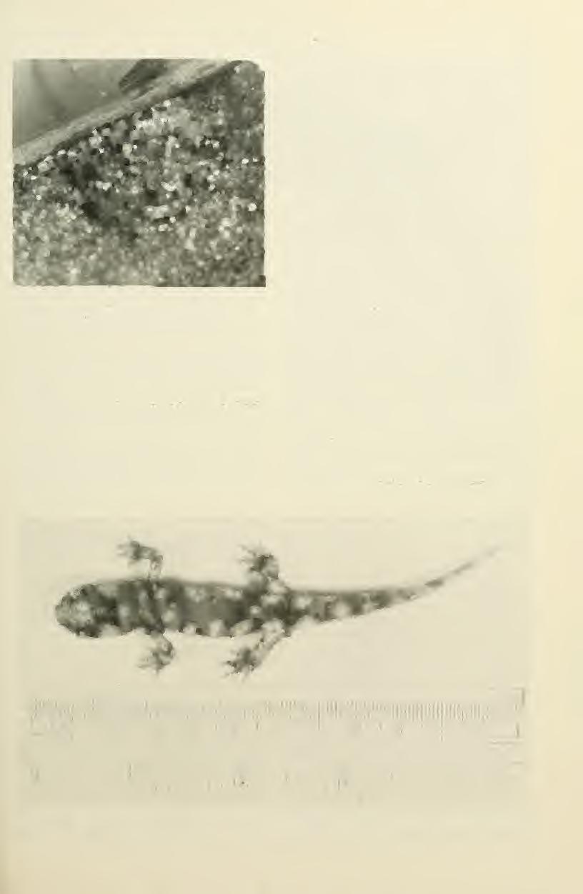 I l 61 January 1989 Tanner: Chihuahua Amphibians 47 Fig. 6. Adult Ambystoma r. rosaceum taken at the Turkey Tanks SW Colonia Juarez, 3 April 1963. in transit.