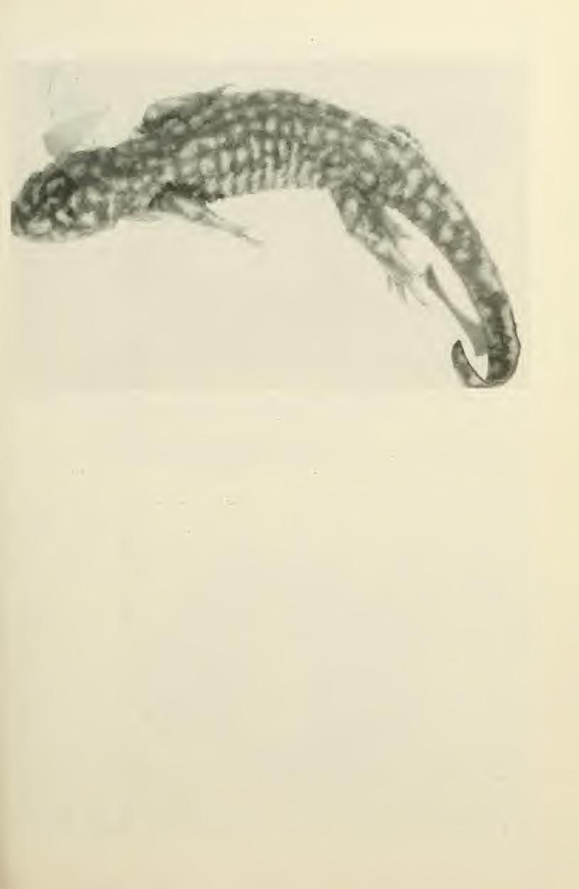 January 1989 Tanner: Chihuahua Amphibians 49 Fig. 8. Ambystoma r. rosaceum collected 1 mi N Chuhuichupa, Chihuahua, 2 July 1958. This was the largest recently transformed specimen collected, S-V 69.