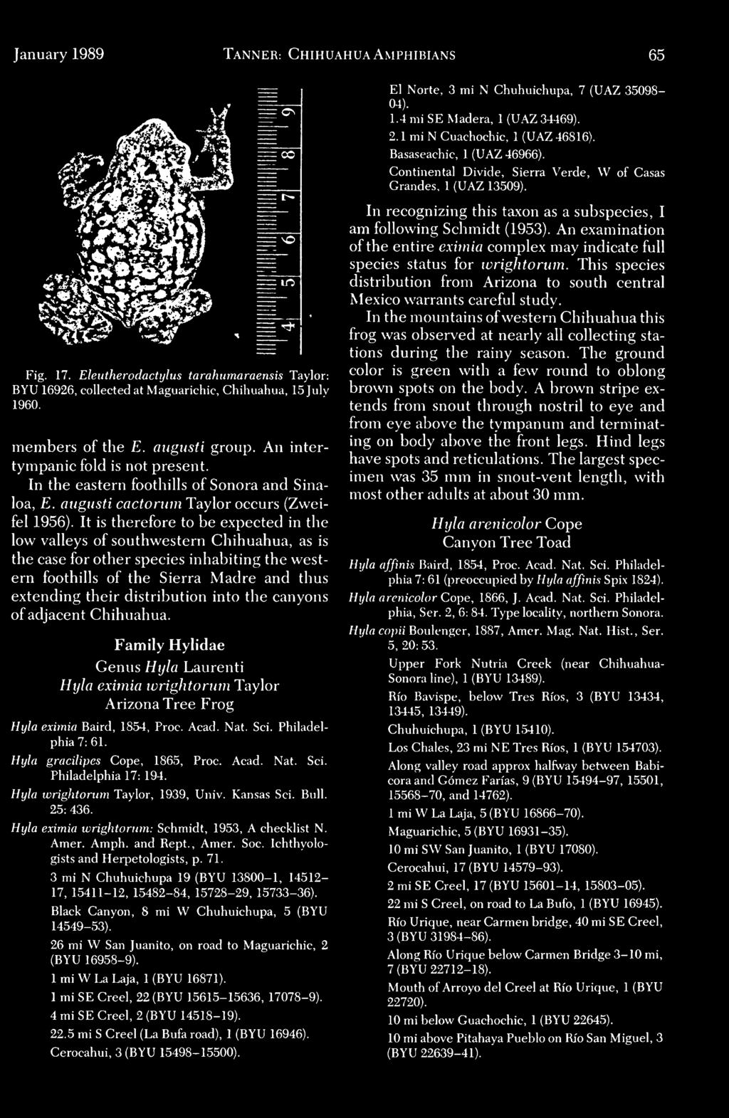 distribution into the canyons of adjacent Chihuahua. Family Hylidae Genus Hula Laurenti Hula eximia wrightorum Taylor Arizona Tree Frog Hijla eximia Baird, 1854, Proc. Acad. Nat. Sci.