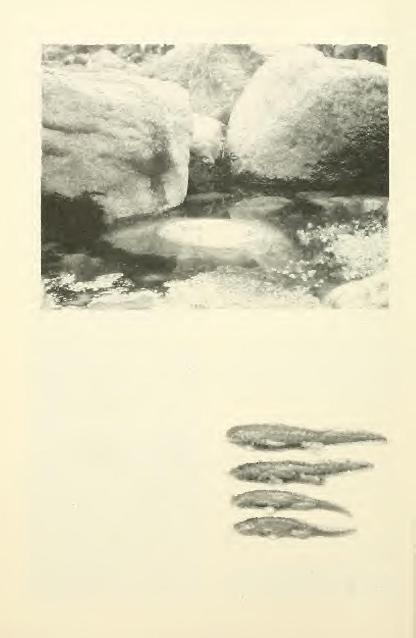 44 Great Basin Naturalist Vol. 49, No. 1 Fig. 3. An example of potholes along the streambed in upper Tinaja Canyon. This photo was taken 28 May 1956. (Fig. 4).