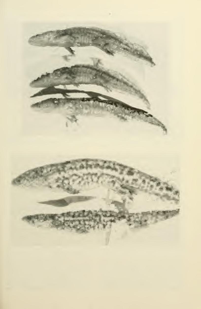 January 1989 Tanner: Chihuahua Amphibians 45 \ \ Fig. 4B continued.