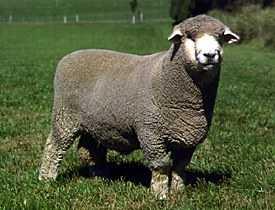 From the top 100 rams he chose 20 as sires for his breeding programme and put them over the pick of the first cross ewes.