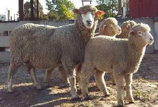 BREED CLASSIFICATION The Corriedale is a flexible, medium-sized breed suited to drier environments. It has a comparatively long productive life of up to seven years.