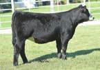 A past selection in the New Direction sale this female has done an outstanding job for us.