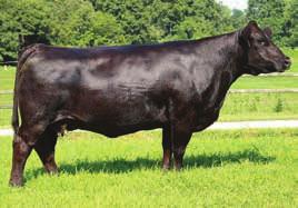 5 57 91 8 21 50 0.21 0.76 117 Red Suspicion is one of the proven red donors in the Simmental breed. She is the dam of two sets of pen of three bulls for Silver Towne Farms at the National Western.