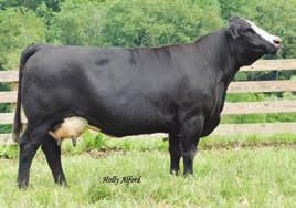 here at Hilltop Simmentals. We want to offer highly profitable, productive and attractive young females that are ready to work for you.