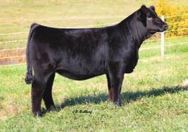We selected her pedigree rich dam from our friends at KenCo Cattle. Suzy is very balanced across paper and is sure one of the standout reds in the offering.