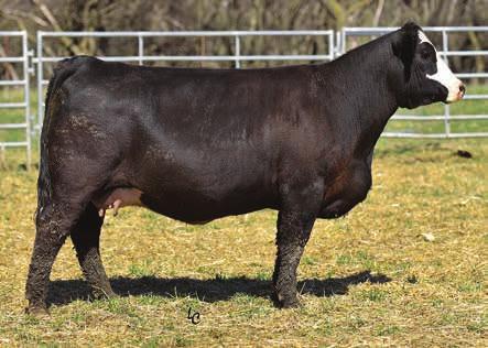 Her full sister sold for $16,000 to Hackbart Farms in a past New Direction Sale. Her bull calf by Big Bear will turn heads sale day. Highly recommended to any program!