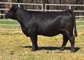 Touchstone is a Homozygous Polled and Black Yellowstone x MoBetter bull we used on heifers. C103 is Homozygous Black.