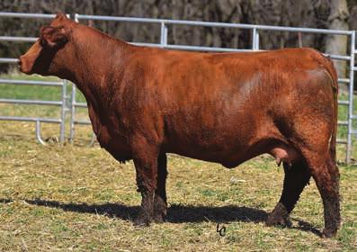 On the bottom side Dark Cherry combines Dominance and Triple C Grace. B501 has a HLTS Anarchy bull side. Anarchy is a LMF Revenue times Black Sapphire (Dam of Ishee Catalyst.