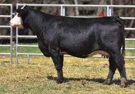 Don t forget to take a look at the nice range of genetic data she possesses. B532 has one of the few Black Rock sired calves we have to offer.