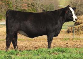 This Twang female has loads of eye appeal and is sure to get your attention. B543 has a bull calf by Anarchy at side. Anarchy is a LMF Revenue times Ishee Black Sapphire.